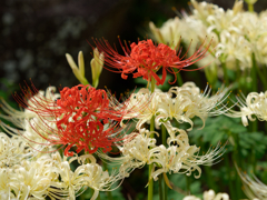 西方寺の彼岸花その６