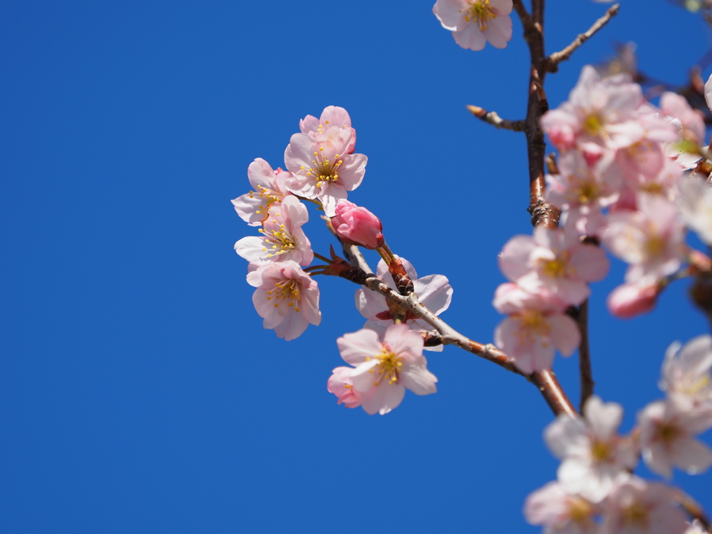 桜？その３
