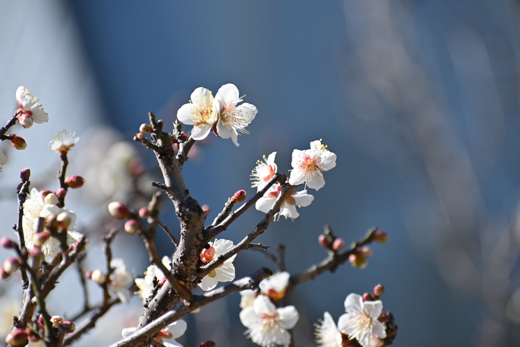 公園の梅その７