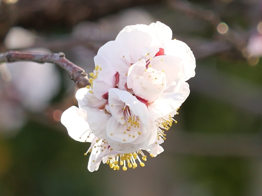 会社の近所の梅の花その２