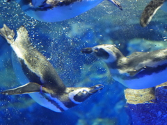 ペンギンその４