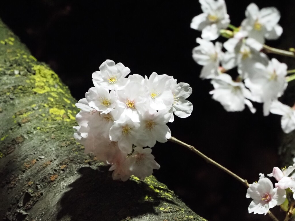 夜桜その６