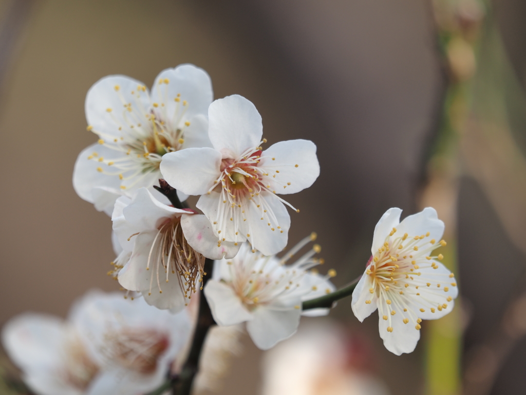 梅の花
