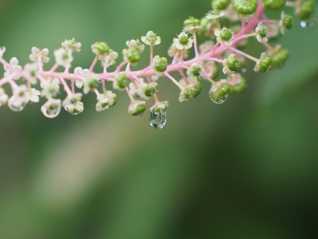 みずたまさんその２