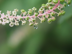 みずたまさんその２