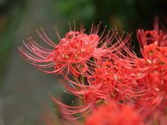 レンズは同じでも