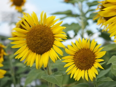 ひまわりその１４