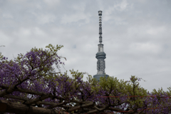 亀戸天神の藤棚その６