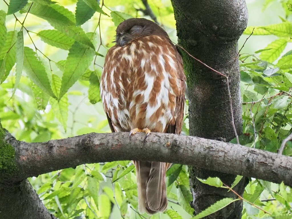 気持ち良さそうに寝てます