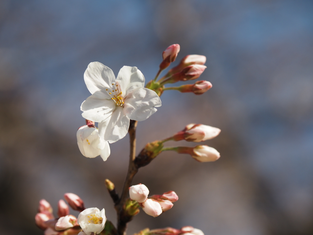 便利な高倍率ズームレンズ