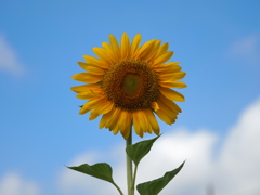 ひまわりその１３