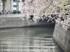 京急蒲田駅周辺の桜その５