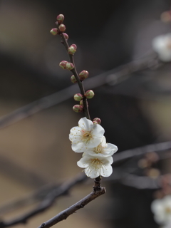 浜離宮恩賜公園の梅の花その２