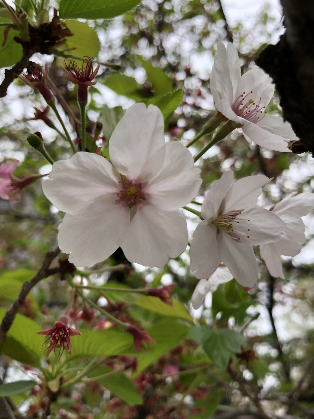 近所のソメイヨシノ1