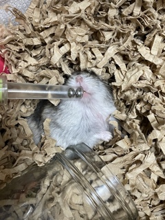 普通に飲めば良いのでは？