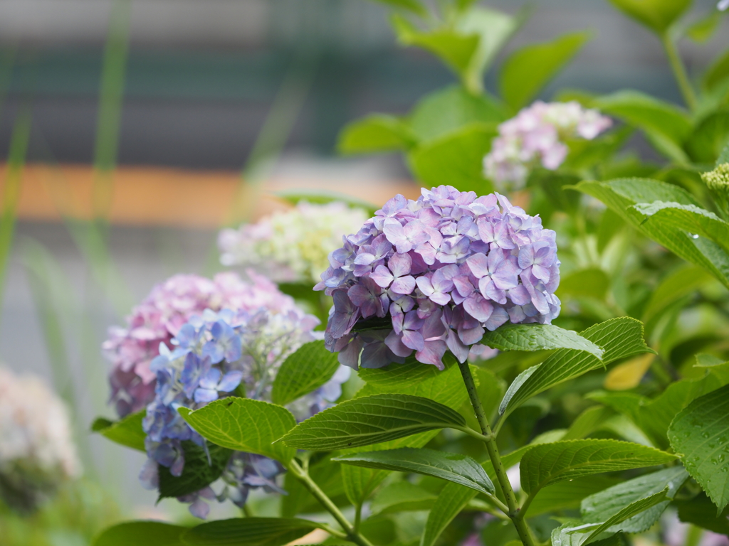 紫陽花その１