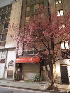 オカメザクラその２