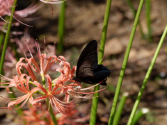 西方寺の彼岸花その１５