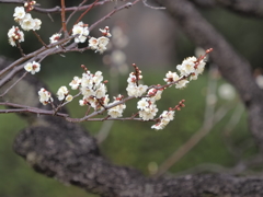 浜離宮恩賜公園の梅の花その１