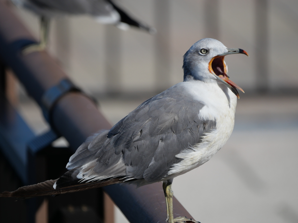 いわきららみゅうにて