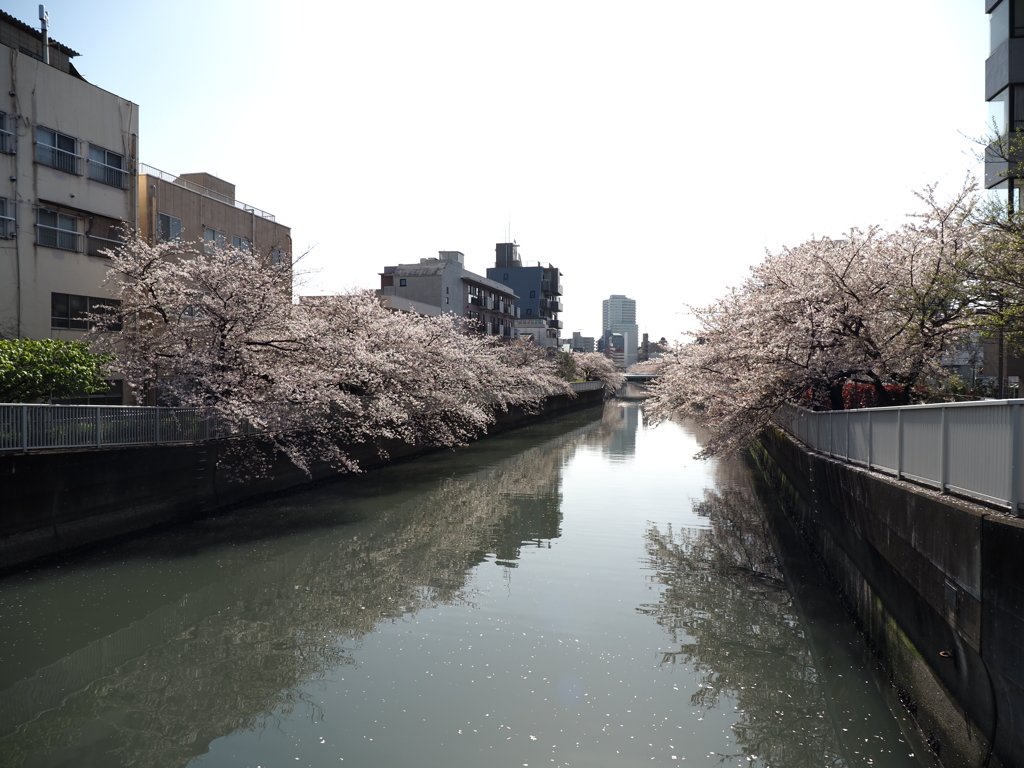 仙台堀川の桜その２