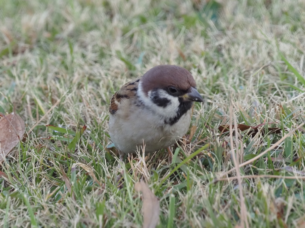 何だか可愛いスズメさん