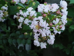 近所の花その２