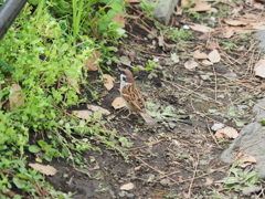 千鳥ヶ淵周辺散策その１
