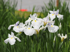 堀切菖蒲園２０２０その２