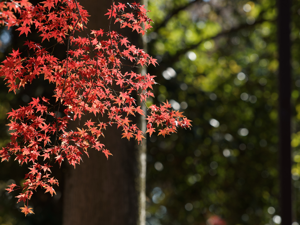 紅葉その１１