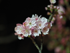 夜桜その３