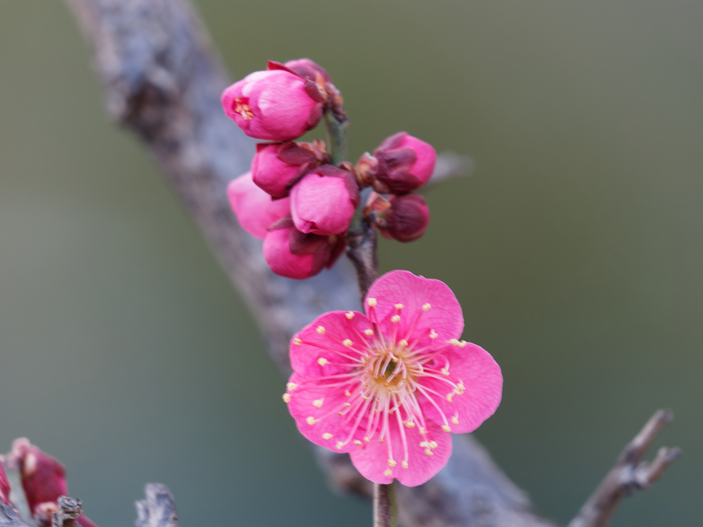梅の花その１