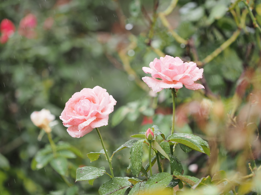 山下公園のバラその７