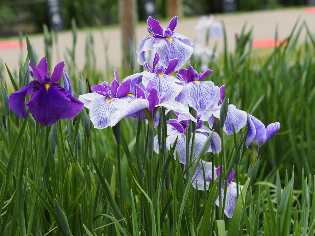 堀切菖蒲園２０２０その５
