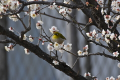 ウメジロウその３
