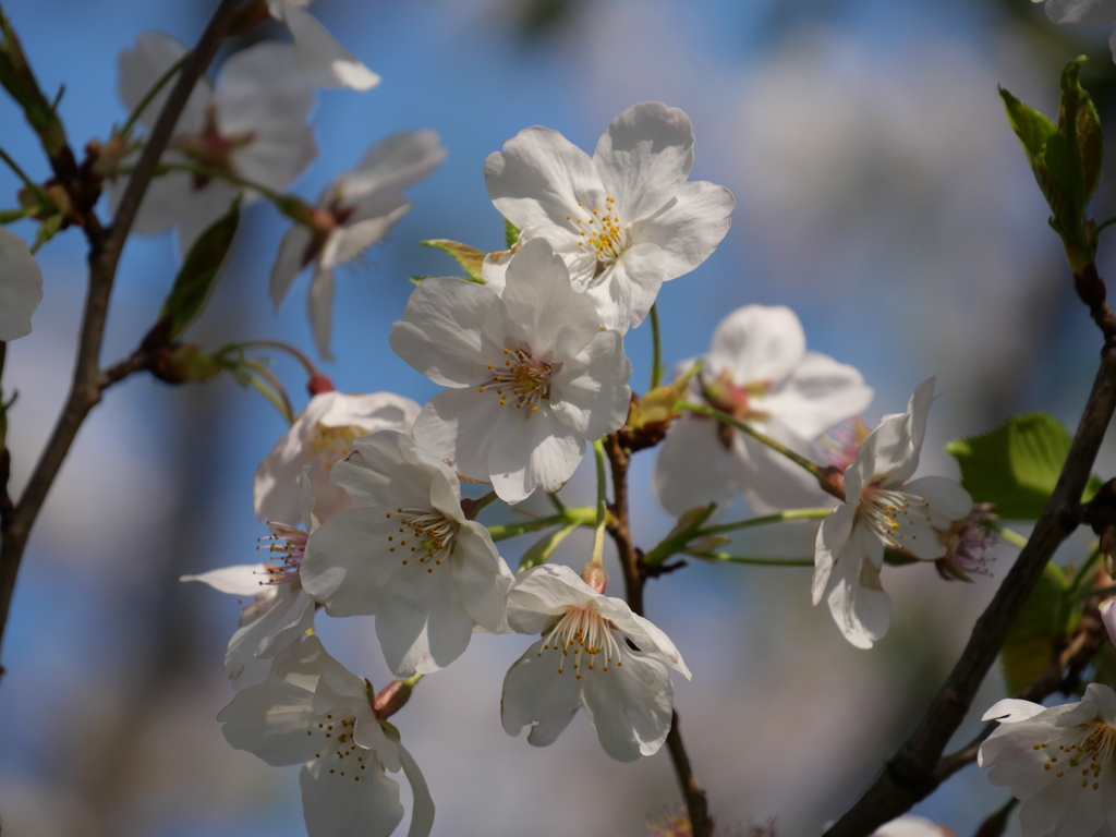 桜その６