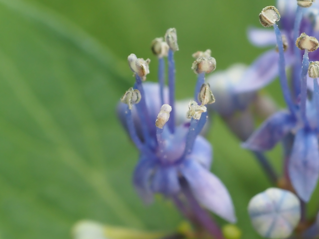 ガクアジサイその３