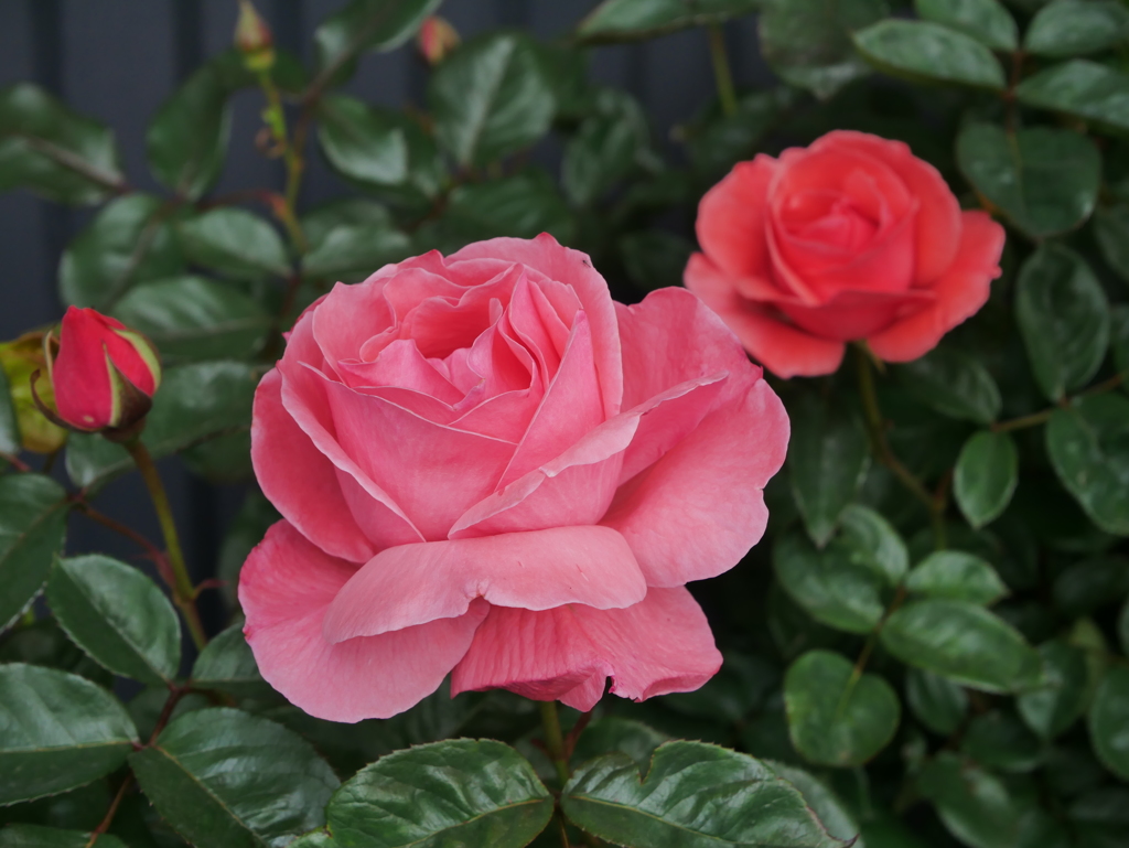 バラ園のバラその２