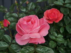 バラ園のバラその２