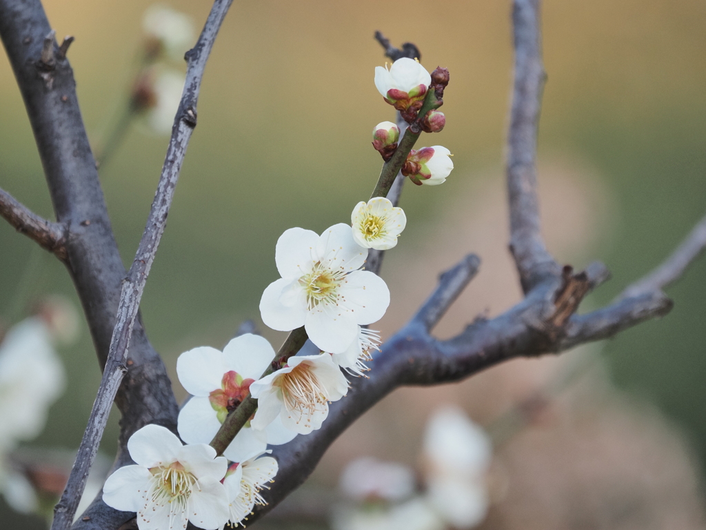 梅の花