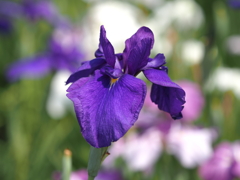 3F8D0260-BB23-49A9-B5ED-FE859771717B