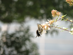 チョウが飛んでいたので
