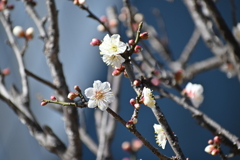 公園の梅その２