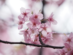 三浦海岸桜祭りその５