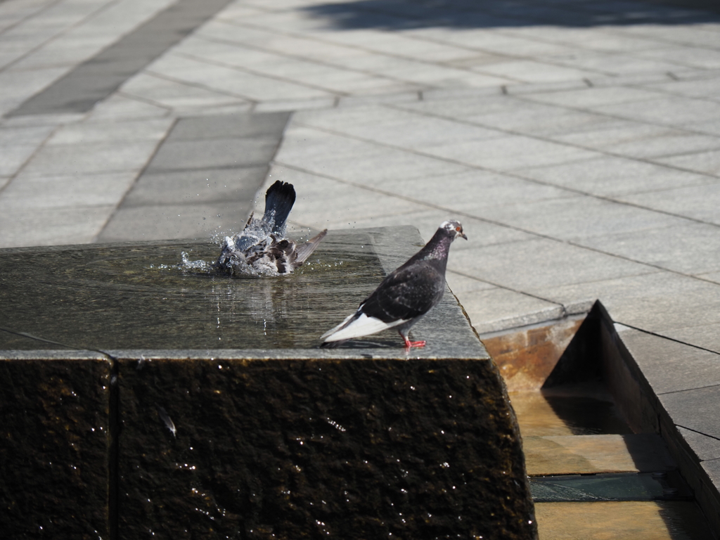 鳩の行水