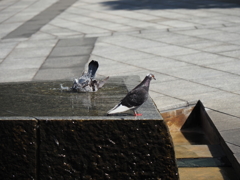 鳩の行水