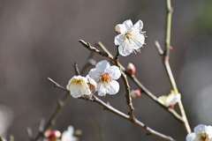 公園の梅その１０