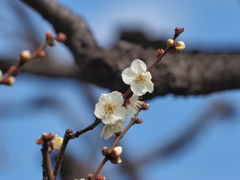 浜離宮恩賜公園の梅の花その４