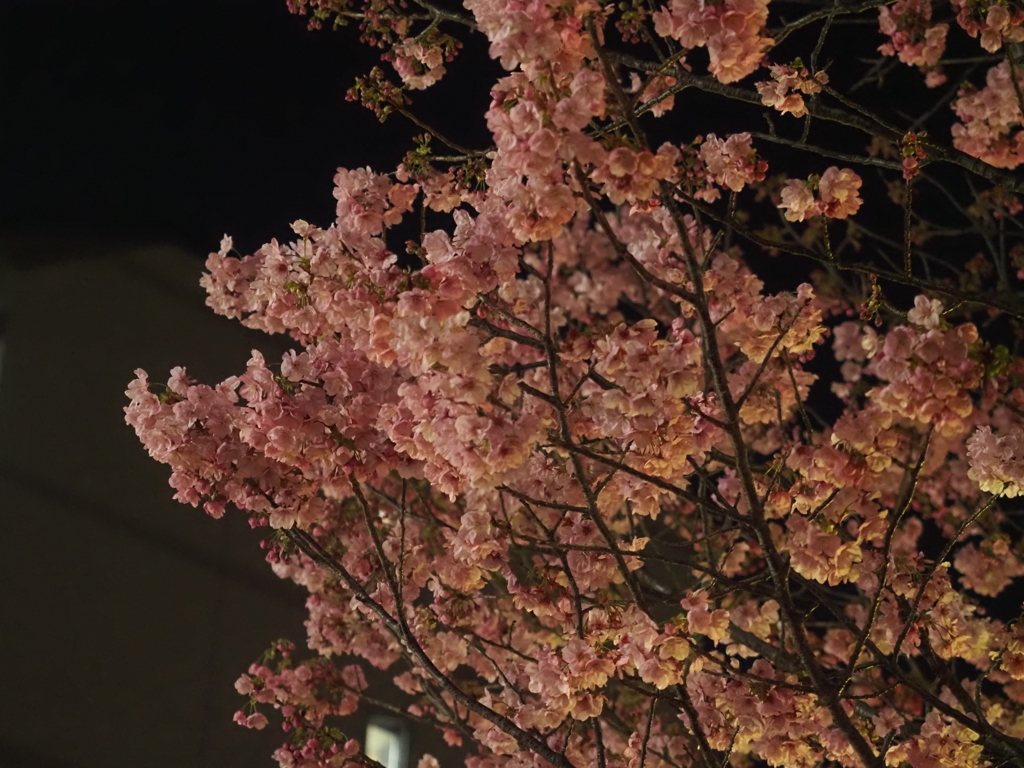 夜桜その2