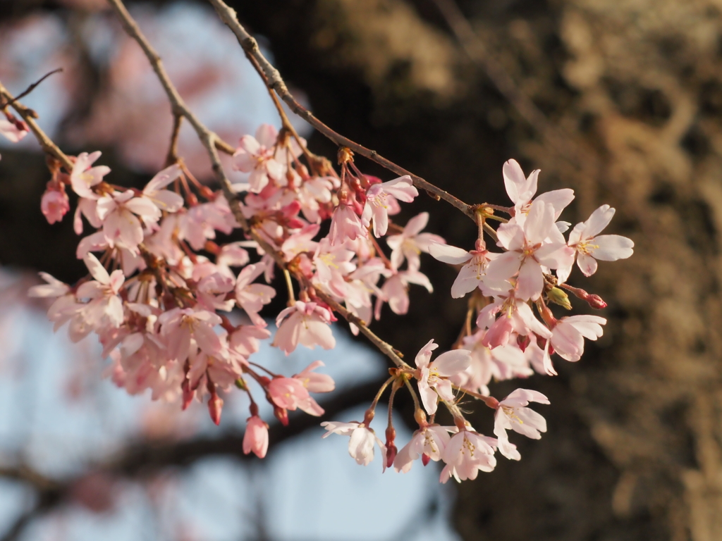 しだれ桜その１